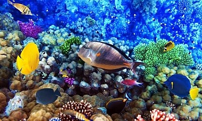 Sharm El -Naga